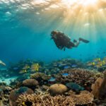 Un plongeur observe une tortue de mer et un récif corallien foisonnant de poissons sous les rayons du soleil à l'île Maurice.
