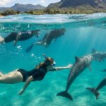 Des nageurs observent des dauphins sous l'eau claire de Maurice, avec des montagnes verdoyantes et une plage en arrière-plan.